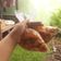 Cooksnap dari TalkingSirius untuk resep 25. SWEET SPICY CHICKEN WINGS