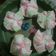 Cooksnap dari Ifa Marifah untuk resep Bolu kukus mekar 🌸