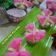 Cooksnap dari Tya's Kitchen untuk resep Bolu Mekar Ekonomis