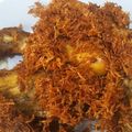 Cooksnap dari Retno Wulandari#Arief untuk resep Ayam goreng serundeng kelapa ala spg