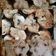 Cooksnap dari Dixie's Kitchen untuk resep Cinnamon Roll (24 pcs)