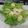 Cooksnap dari Ratih untuk resep Salad sayur sehat
