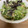 El cooksnap de Eduardo Agudo Alba cuando hizo Ensalada de salmón ahumado con crema ligera de aguacate🥗🥑.