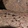 El cooksnap de Cari Fuenza cuando hizo Budín de chocolate con Nesquik.