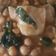 El cooksnap de Manolo Guerrero cuando hizo Potaje de garbanzos con bacalao y espinacas versión exprés.