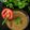 Suparna Sarkar's cooksnap of when they made সালসা (Salsa recipe in Bengali).