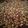 Jayshree Chotalia's cooksnap of when they made શીંગ ચીક્કી (Shing Chikki Recipe In Gujarati).