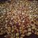 Jayshree Chotalia's cooksnap of when they made શીંગ ચીક્કી (Shing Chikki Recipe In Gujarati).
