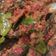 Cooksnap dari Neng Masra untuk resep Balado lele