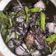 Cooksnap dari CittaCinta untuk resep Cumi Hitam