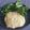 Cooksnap de Lo Reine sur la recette Aligot doux