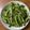 Hsiao Cathy 的 涼拌青苦瓜 cooksnap