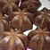 Cooksnap dari oetamy untuk resep Brownies kukus tepung beras