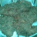 El cooksnap de Mary Riquelme cuando hizo Milanesas de carne picada.