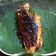 Cooksnap dari Anita untuk resep Ikan goreng bakar
