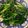 北美牛媽媽 的 蒜炒菠菜 cooksnap