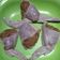 Cooksnap dari tri murti untuk resep Tori no teba homemade ala hokben (sayap ayam isi tanpa tulang)