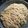 Cooksnap από Ελευθερία Κατσιροπουλου Σπανου στη συνταγή Εύκολη μακαρονάδα τόνου