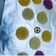 Muas_delicacy's cooksnap of when they made Cookies mai madara.