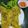 Cooksnap dari Fitri Sayyidati untuk resep Banh Xeo