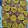 Cooksnap dari RENIEKA PUTRI untuk resep Cake pisang lembut
