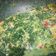 Cooksnap dari Rismaniss untuk resep Bobor Kenikir