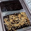 Cooksnap dari triandini untuk resep Avocado Brownies #browniesalpukat