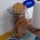 El cooksnap de dayarubi cuando hizo Galletitas de avena y manzana.