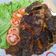Cooksnap dari widya cf untuk resep Ikan mujaer bakar teflon pedas manis