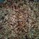 Cooksnap dari Pujani Handayani untuk resep Granola