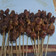 Cooksnap dari Nies Sucipto untuk resep Sate Maranggi (Sapi)