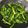 花芷雁 的 清炒豆苗～ cooksnap