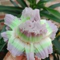 Cooksnap dari dapureci untuk resep Cara bikang