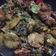 Cooksnap dari Trully Rully Full untuk resep Ayam & jengkol cabe hijau