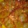 Cooksnap dari Ozinelys Ulfa untuk resep Cimin a.k.a Cilor
