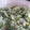El cooksnap de juliamiralpeix5 cuando hizo Arroz con brócoli y tortilla/revuelto de ajo polvo y perejil.