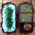 Cooksnap dari Arif Airlangga Putra untuk resep Beef Curry with rice