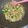 Cooksnap dari Susan Gunawan untuk resep Brokoli Shimeji