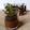 Cooksnap dari dewie novie untuk resep POTTED MINT CHOCOLATE PUDDING
