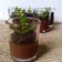 Cooksnap dari dewie novie untuk resep POTTED MINT CHOCOLATE PUDDING