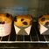 李小侑 的 簡單瑪芬Muffin【新手不敗+免奶油】 cooksnap