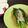 Cooksnap dari Lucy Iwanda Putri untuk resep Garlic pokcoy