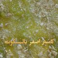 صورة من 12345roro، شاركها بعد تجربة وصفة كاسترد بالبسكوت