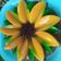 Cooksnap dari nur khasanah untuk resep Puding Bunga Matahari 🌻