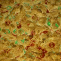 ejohns102's cooksnap of when they made Lazy Cookie Bars.