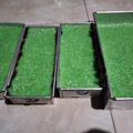 Cooksnap dari puputbening untuk resep Wajik ketan pandan gula merah
