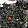 Cooksnap dari Ferda Nia untuk resep Cah kangkung udang rebon