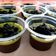 Cooksnap dari Dapur khadijah untuk resep Puding coklat cantik fla matcha oreo ❤️