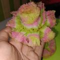 Cooksnap dari Viita Kartiika untuk resep Bikang mawar anti gagal