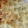 Cooksnap de Anaïs sur la recette Gratin de ravioles de roman aux poireaux